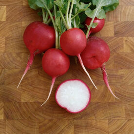 Crimson Giant, Radish Seeds